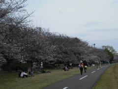 多摩川の岸辺の桜