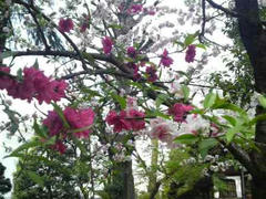 桜☆紅白の花