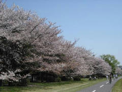 多摩川・桜並木の桜満開