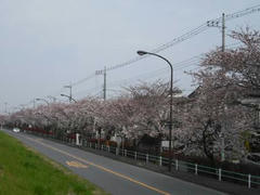 多摩川・桜の季節