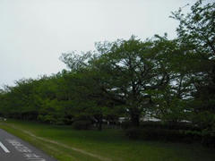 緑濃き多摩川