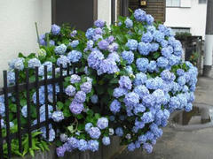 紫陽花