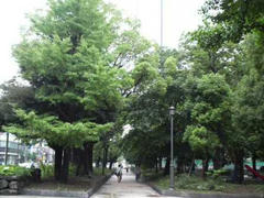錦糸公園の緑