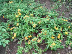 名の知れぬ草花