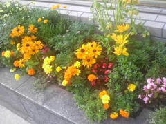 ビルの隅に咲く花