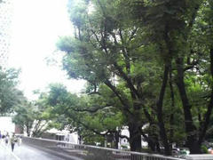 高層ビル街の緑