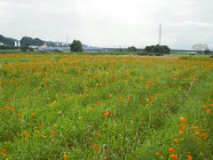 多摩川のお花畑♪