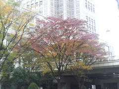 都庁界隈の紅葉
