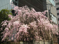 すだれ桜