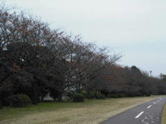 多摩川・桜並木の紅葉