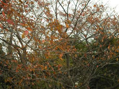 多摩川・桜並木の紅葉