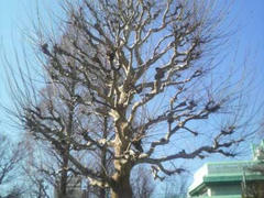 冬の桜の大樹