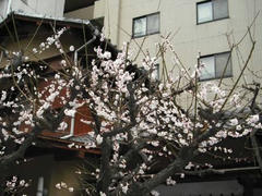 都心に咲く梅の花