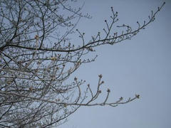 多摩川の桜の蕾