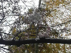 浅草・ちいさな公園の桜
