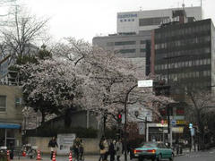 市ヶ谷の桜