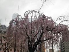 しだれ桜