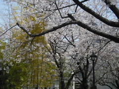 竹林と桜