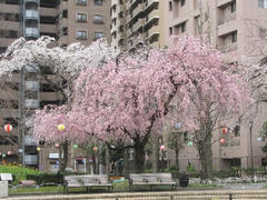 荒川公園☆しだれ桜