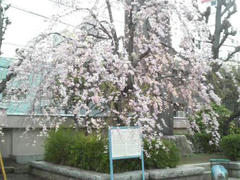 東本願寺・しだれ桜