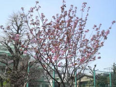 浅草・八重桜