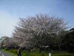 多摩川の桜