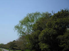 多摩川・新緑の季節
