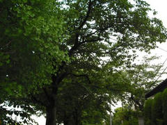多摩川の桜の木々