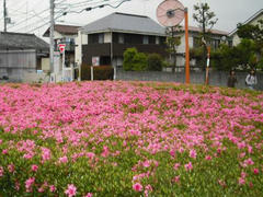 くるめつつじ満開