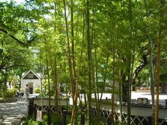 浅草・公園の木々緑