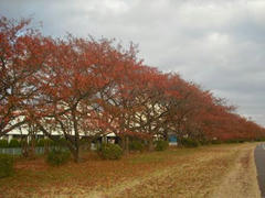 多摩川の紅葉