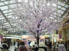 上野駅パンダ＆桜