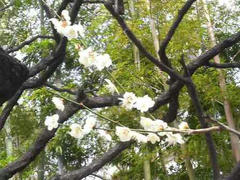 浅草の桜