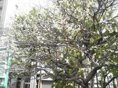 浅草の桜
