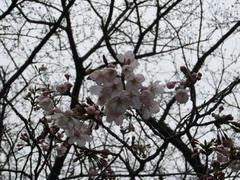 桜咲く