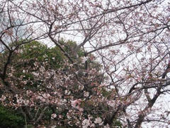 桜咲く