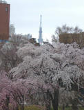 荒川公園の桜