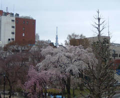 荒川公園の桜