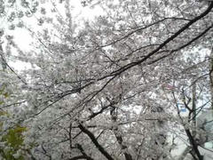 浅草桜満開