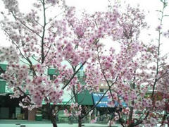 浅草桜満開