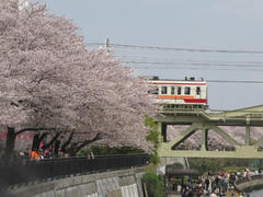 東京スカイツリーと桜