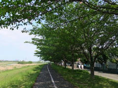 多摩川初夏の香り