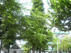 浅草公園の緑