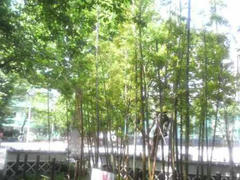 浅草公園の緑