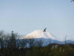 多摩川・富士山