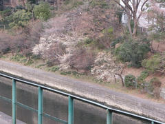 神田川の梅