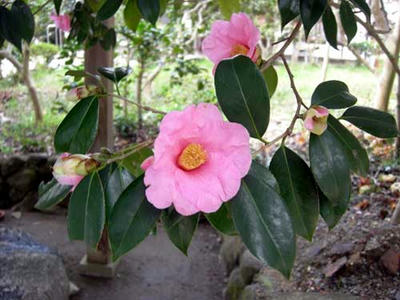 ピンクも赤も白も綺麗な椿の花