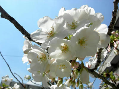 小学校の大島桜