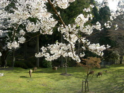 とっても奈良的な桜の風景？