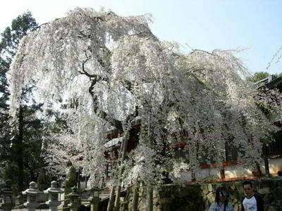 氷室神社の大枝垂れ